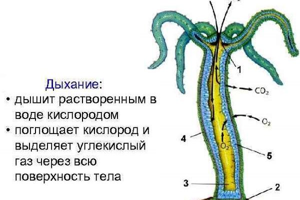 Кракен ссылка новая